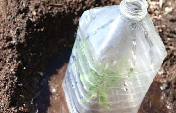 11 ways to reuse plastic bottles