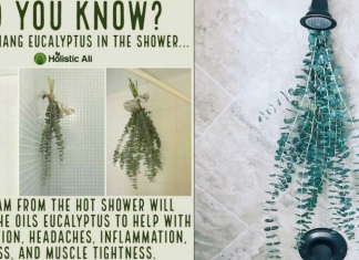 Why do people hang eucalyptus in their shower?