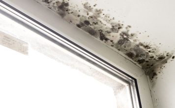 7 Effective Ways to Remove Mold Naturally