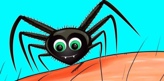 Why should you never eliminate spiders from your home?