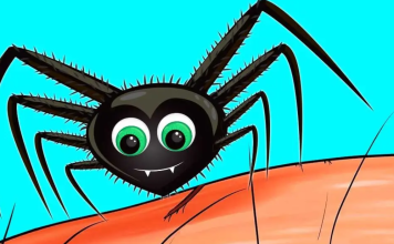 Why should you never eliminate spiders from your home?