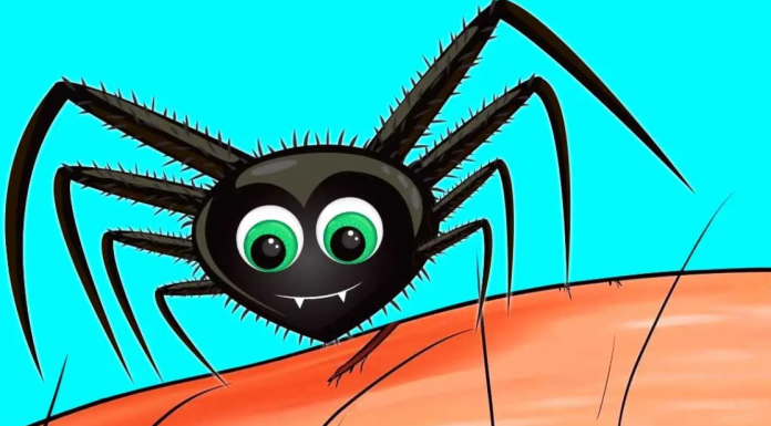 Why should you never eliminate spiders from your home?