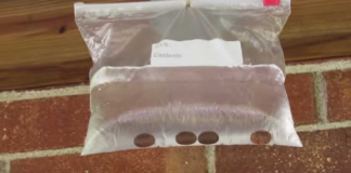 Many People Are Hanging Bags Of Water Above Their Doors To Deter Bugs