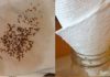 Say Goodbye To Fruit Flies And Gnats For Good – The Paper Towel Trick Changes Everything