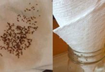 Say Goodbye To Fruit Flies And Gnats For Good – The Paper Towel Trick Changes Everything