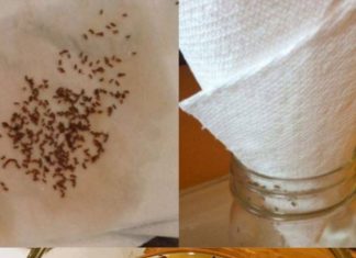 Say Goodbye To Fruit Flies And Gnats For Good – The Paper Towel Trick Changes Everything