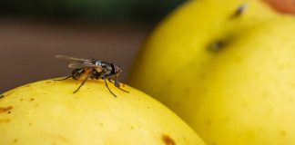 How to Get Rid of Flies in the House
