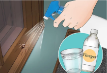 8 Simple Ways To Get Rid Of Spiders Out Of The House