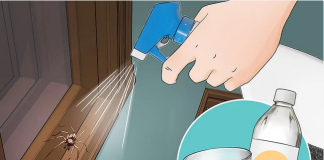8 Simple Ways To Get Rid Of Spiders Out Of The House