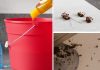 How To Rid Flies, Cockroaches, And Mosquitoes Fast – Homemade Solution