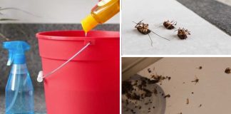 How To Rid Flies, Cockroaches, And Mosquitoes Fast – Homemade Solution