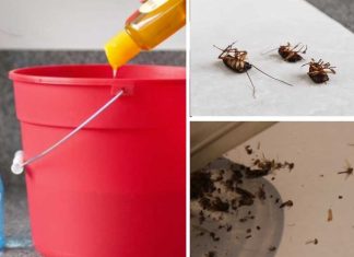 How To Rid Flies, Cockroaches, And Mosquitoes Fast – Homemade Solution
