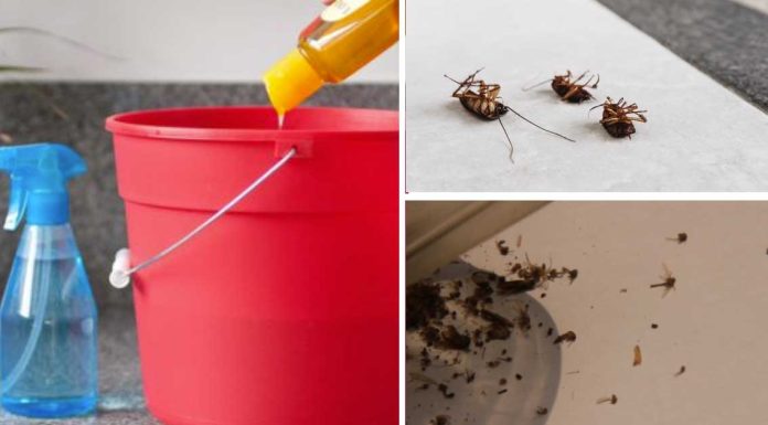 How To Rid Flies, Cockroaches, And Mosquitoes Fast – Homemade Solution