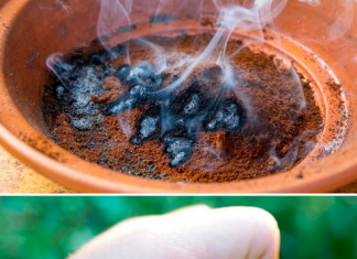 The most effective trick to keep mosquitoes away from the balcony