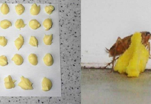 A Simple And Cheap Way To Get Rid Of Cockroaches From Your Home.