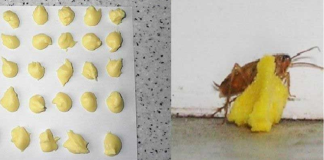 A Simple And Cheap Way To Get Rid Of Cockroaches From Your Home.