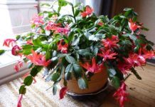Keeping Your Christmas Cactus Thriving Throughout the Year