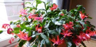 Keeping Your Christmas Cactus Thriving Throughout the Year
