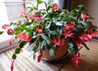 Keeping Your Christmas Cactus Thriving Throughout the Year