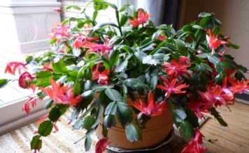 Keeping Your Christmas Cactus Thriving Throughout the Year