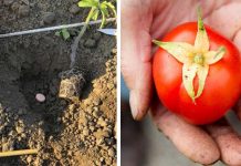 How To Make Tomato Plants Really Thrive
