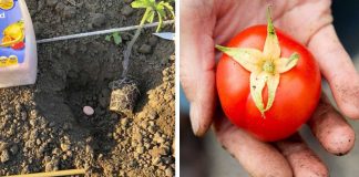How To Make Tomato Plants Really Thrive