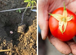 How To Make Tomato Plants Really Thrive