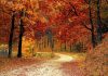 16 Leaf-Raking Lessons No One Ever Taught You