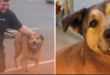 German Shepherd Finds a Forever Home After 2,381 Days in a Shelter