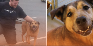 German Shepherd Finds a Forever Home After 2,381 Days in a Shelter