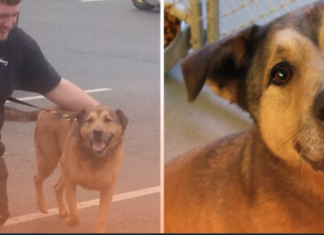 German Shepherd Finds a Forever Home After 2,381 Days in a Shelter