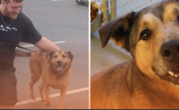 German Shepherd Finds a Forever Home After 2,381 Days in a Shelter