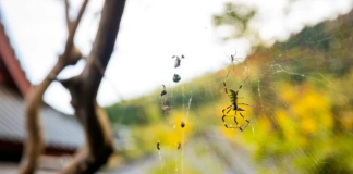 13 Fall Bugs That Are Invading Your Home—and What to Do About Them