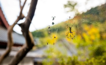 13 Fall Bugs That Are Invading Your Home—and What to Do About Them