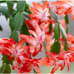 How To Tell The Difference Between Thanksgiving, Christmas, And Easter Cacti