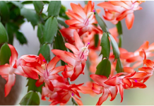 How To Tell The Difference Between Thanksgiving, Christmas, And Easter Cacti