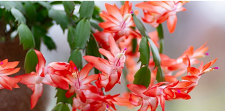 How To Tell The Difference Between Thanksgiving, Christmas, And Easter Cacti