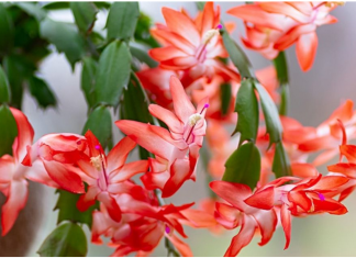 How To Tell The Difference Between Thanksgiving, Christmas, And Easter Cacti