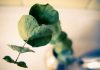 11 Super Simple Ways to Make Your House Smell Fresh