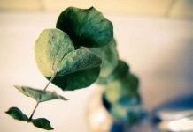 11 Super Simple Ways to Make Your House Smell Fresh