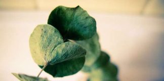 11 Super Simple Ways to Make Your House Smell Fresh