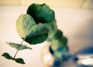 11 Super Simple Ways to Make Your House Smell Fresh