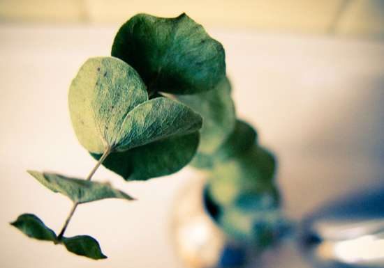 11 Super Simple Ways to Make Your House Smell Fresh
