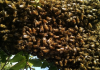 What To Do When You Come Around Travelling Bees