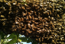 What To Do When You Come Around Travelling Bees