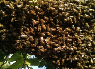 What To Do When You Come Around Travelling Bees