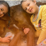 How a Hero Dog Protected Two Girls While Lost in the Woods