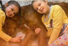 How a Hero Dog Protected Two Girls While Lost in the Woods