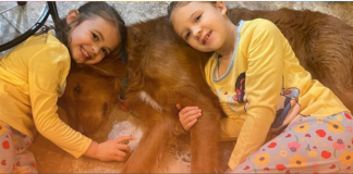 How a Hero Dog Protected Two Girls While Lost in the Woods