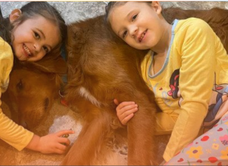 How a Hero Dog Protected Two Girls While Lost in the Woods